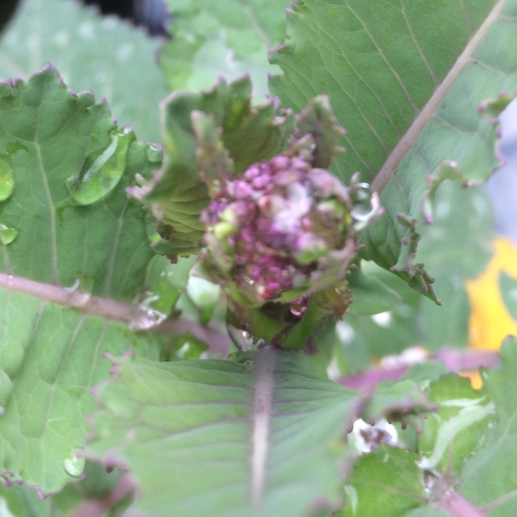 Plant image Brassica oleracea (Italica Group) 'Summer Purple'