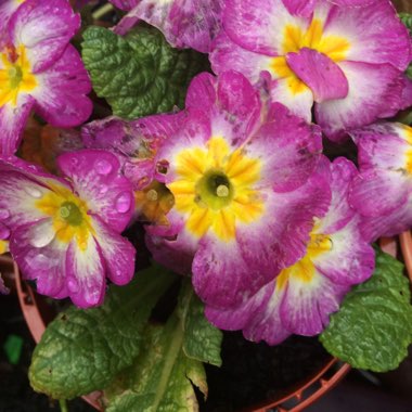 Primula