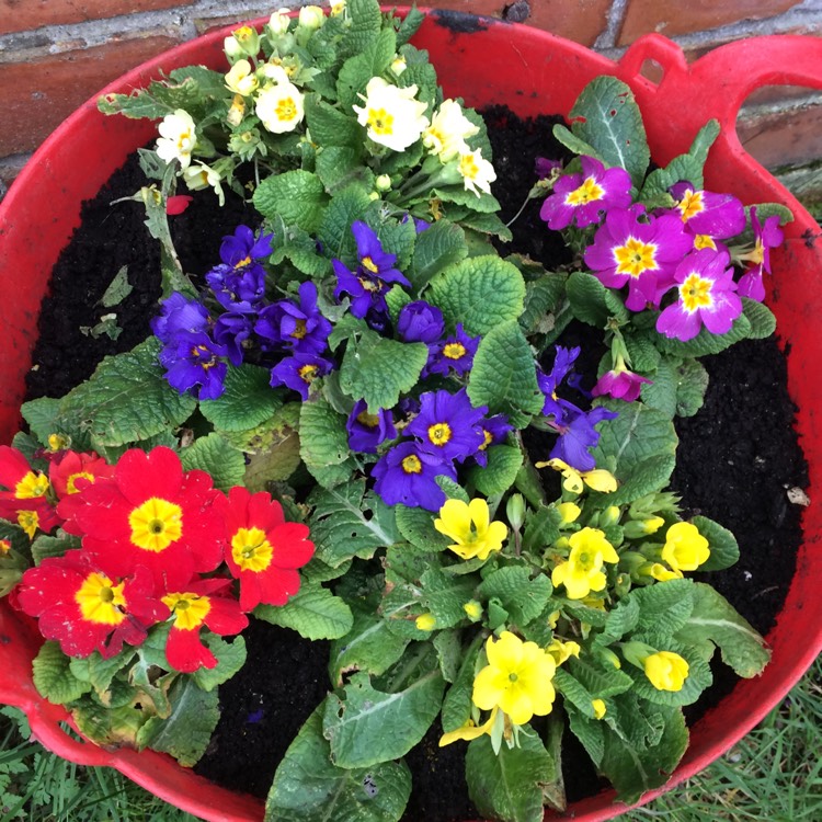 Primula Polyantha, Polyanthus - uploaded by @louisesimpson