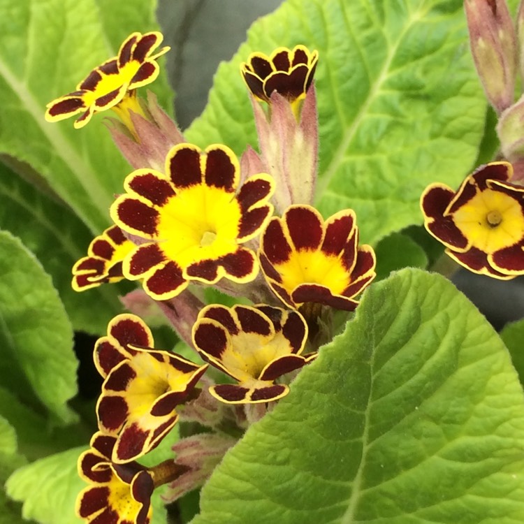 Plant image Primula veris 'Little Queen'