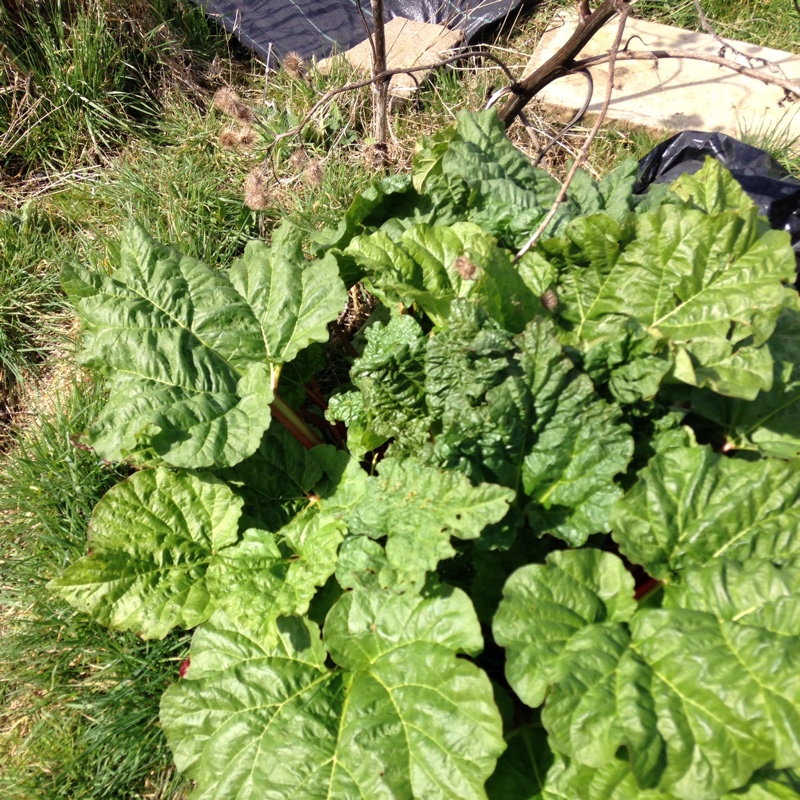 Rhubarb