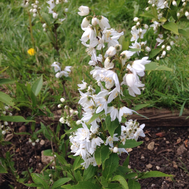 Deutzia 'Rosealind'