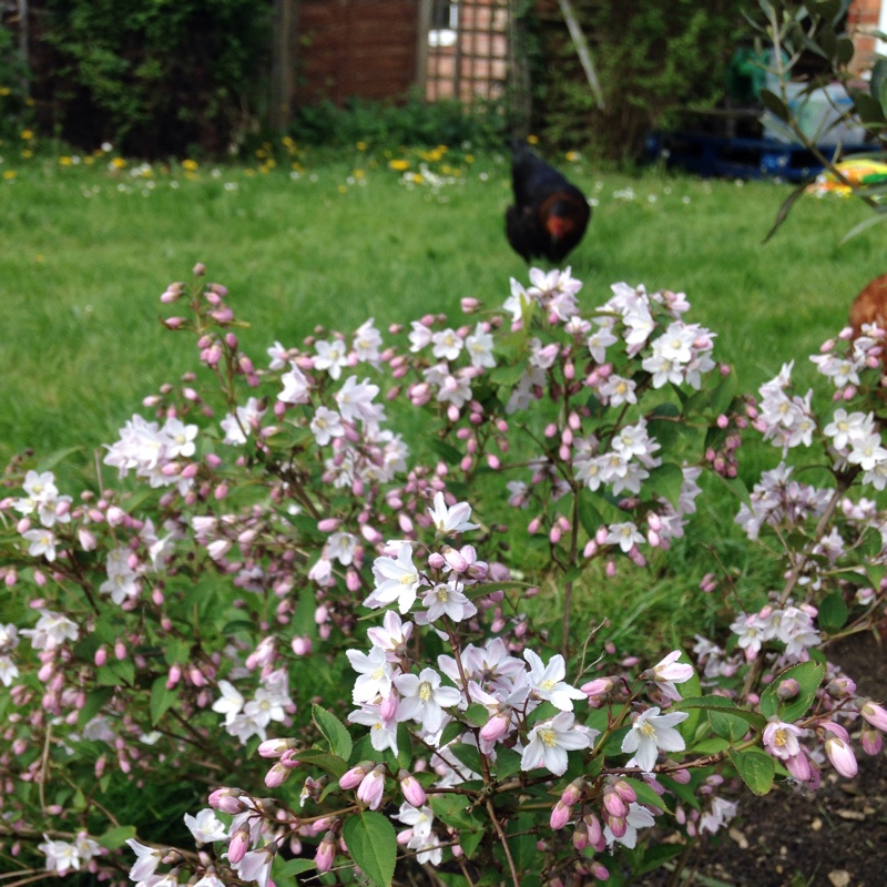 Deutzia 'Rosealind'