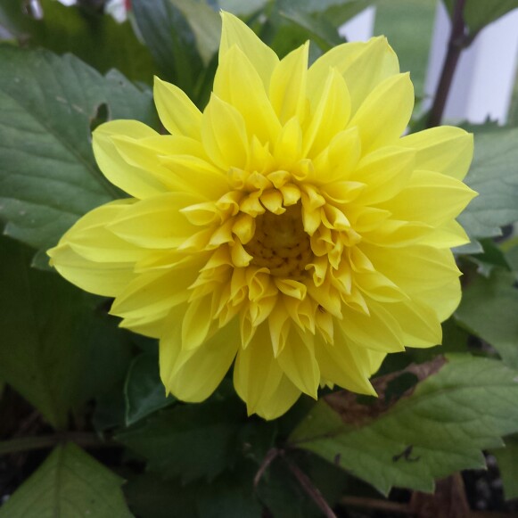 Plant image Dahlia 'Dahlinova Hypnotica Yellow' (Dahlinova Hypnotica Series)