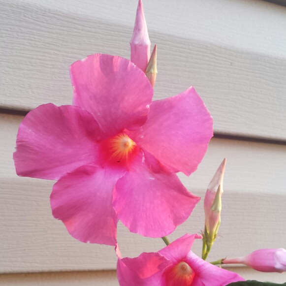 Plant image Mandevilla x amabilis 'Alice du Pont'