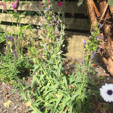 Penstemon schmidel 'Purple Riding Hood'