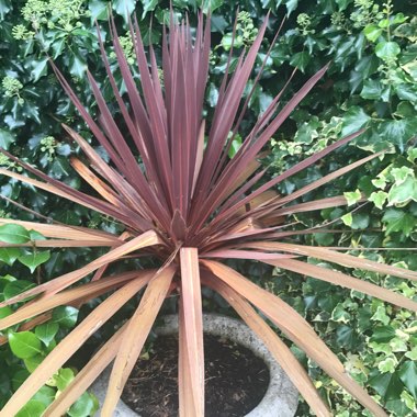 Cabbage Tree 'Red Star'