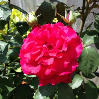 Rose 'Royal William'