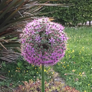 Allium 'Gladiator'