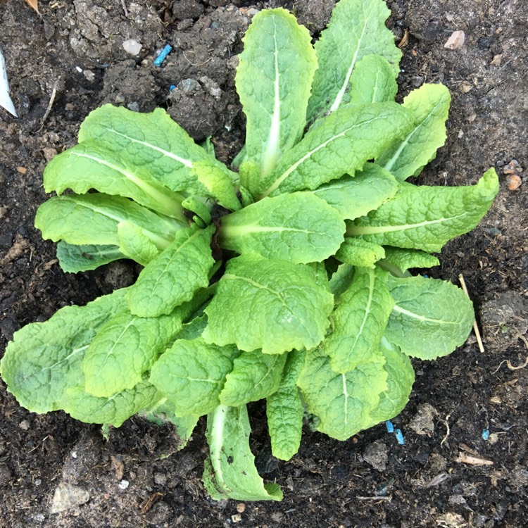 Plant image Primula beesiana