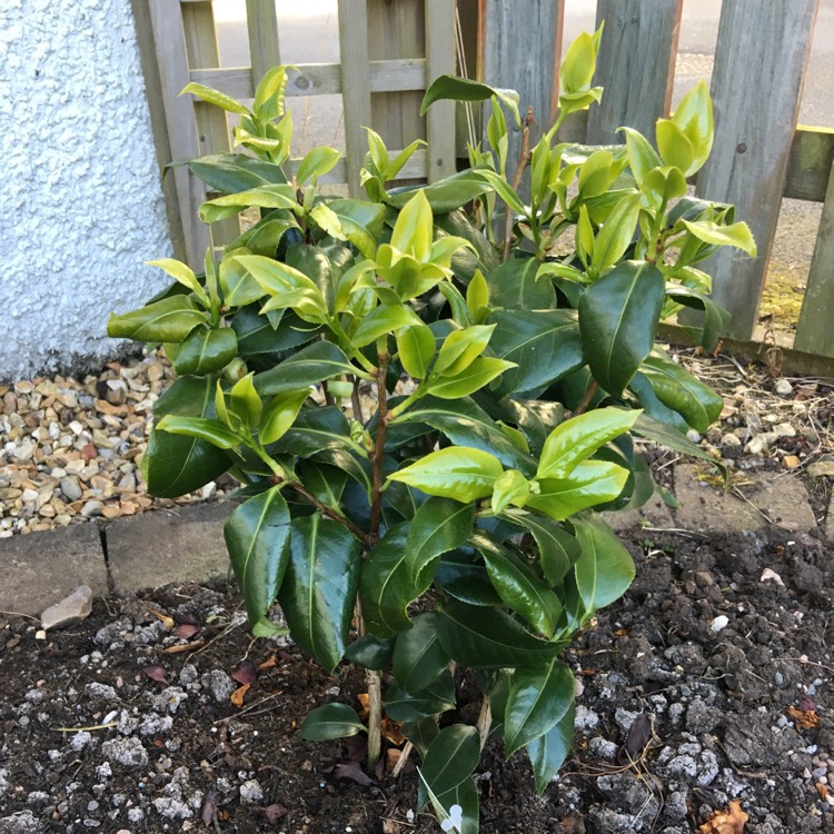 Plant image Camellia japonica 'Brushfield's Yellow'