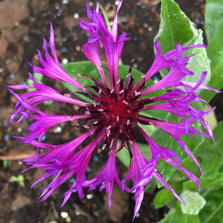 Plant image Centaurea montana 'Amethyst Dream'