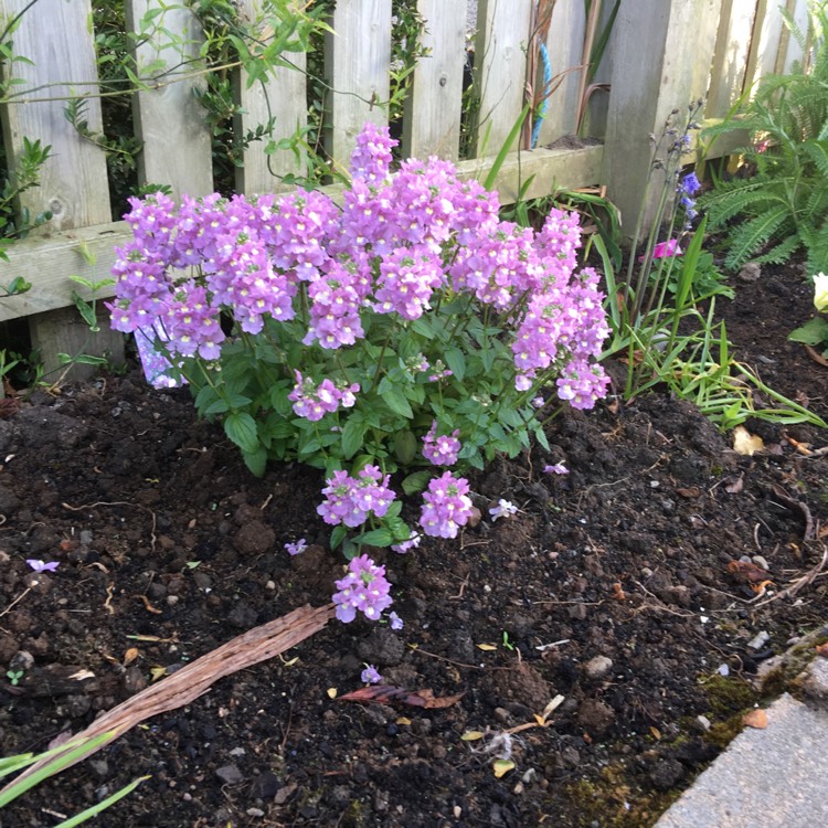 Plant image Nemesia denticulata 'Confetti'