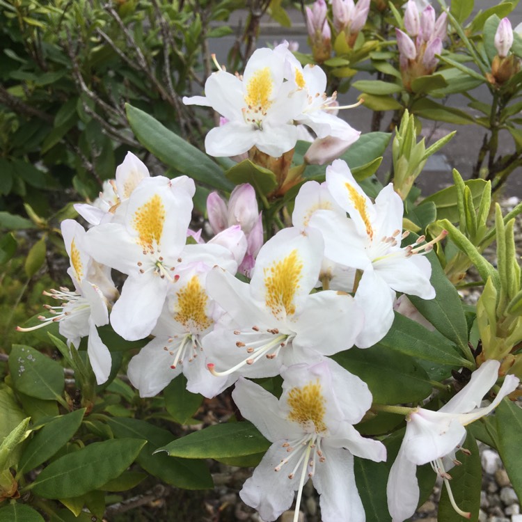 Plant image Rhododendron 'Tinkerbird'