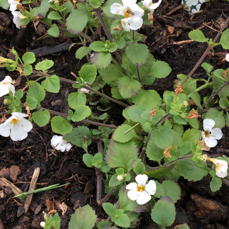 Plant image Bacopa Abunda 'Colossal White'