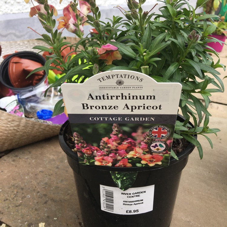 Plant image Antirrhinum 'Antirinca Bronze Apricot' (Antirinca Series)