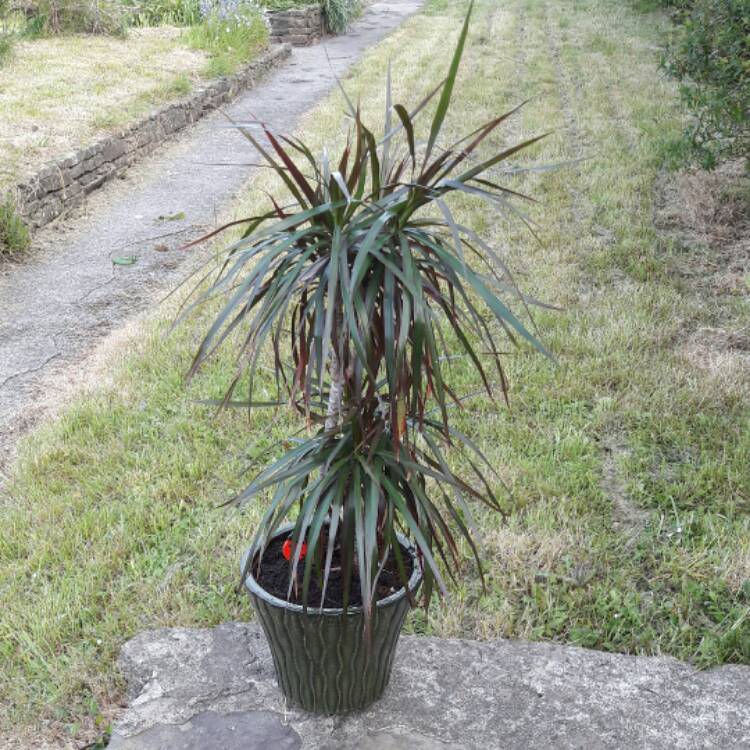 plant image 383408