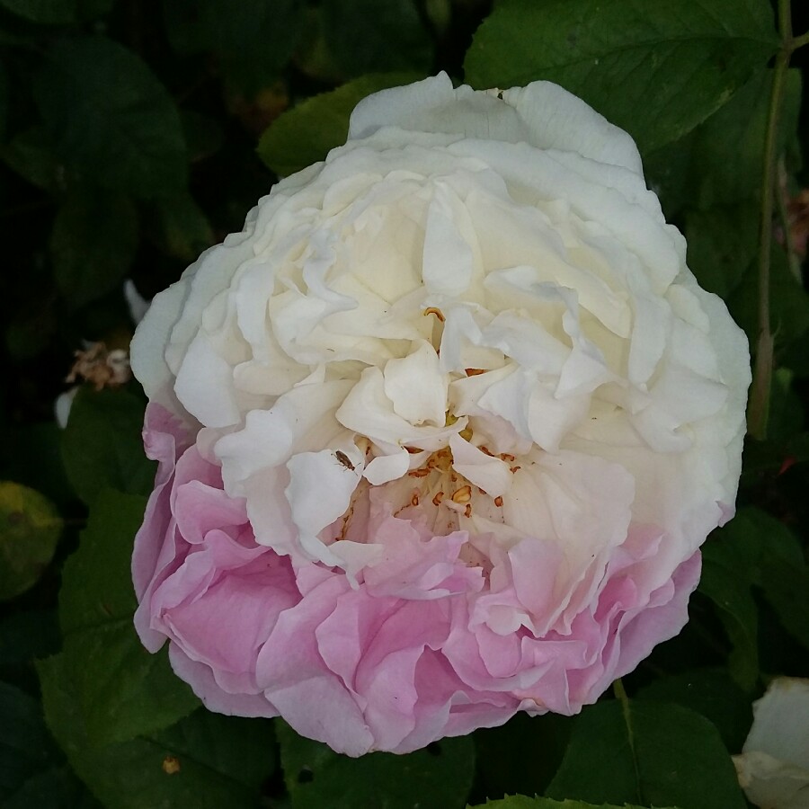 Rose 'Winchester Cathedral' (Shrub)