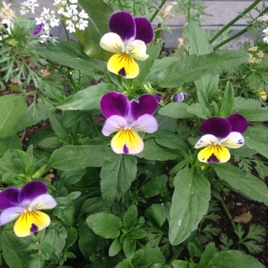 Viola tricolor