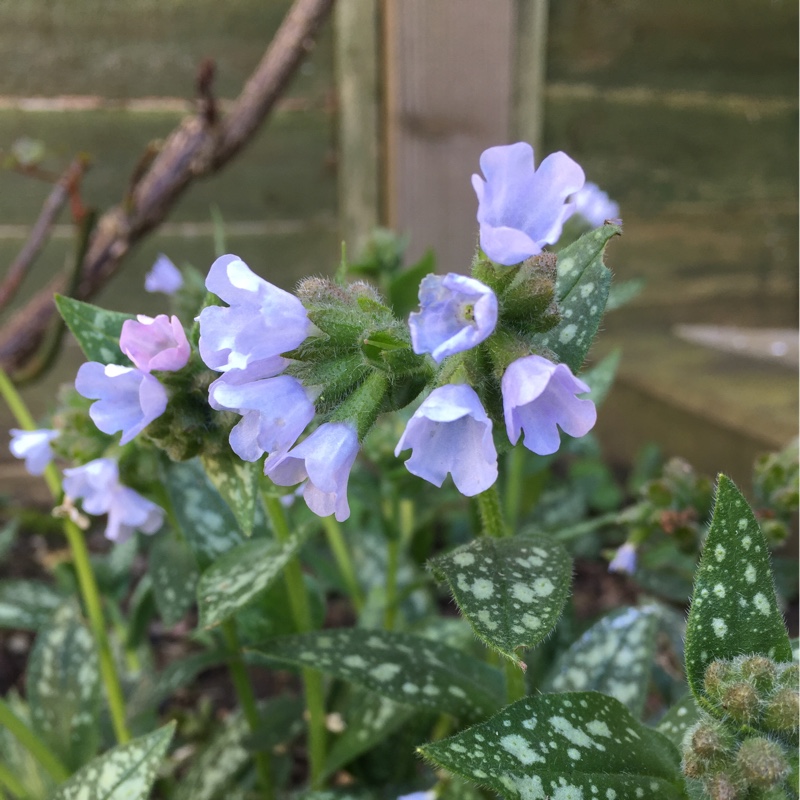 Plant image Pulmonaria angustifolia subsp. 'Azurea'