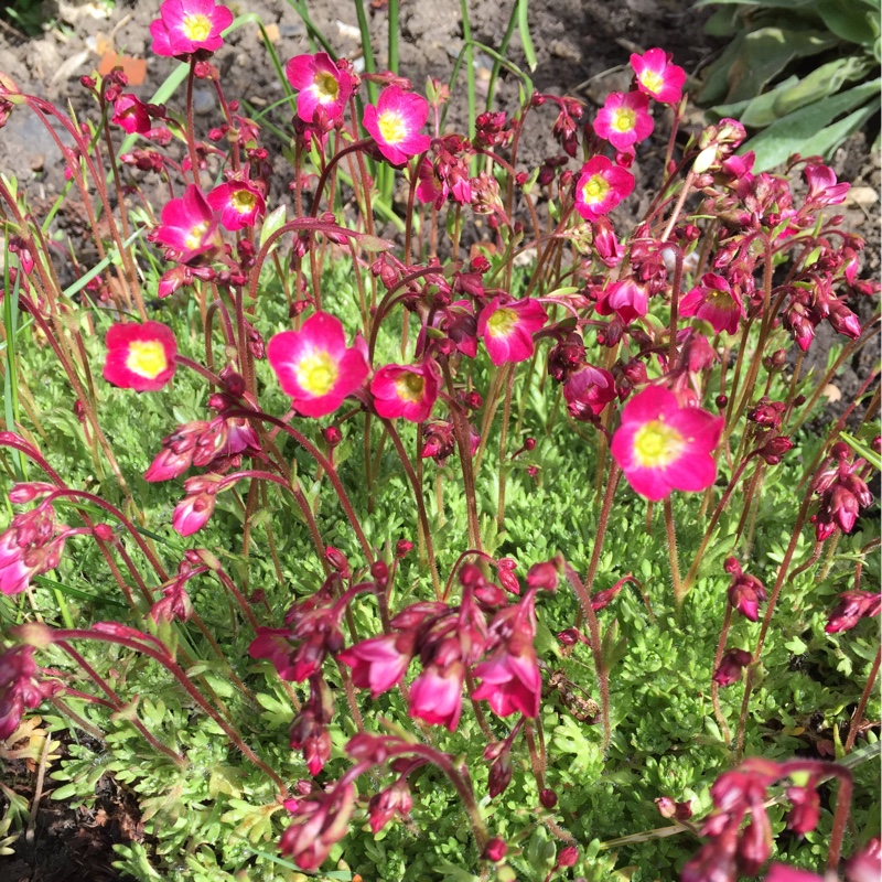 Plant image Saxifraga 'Peter Pan'