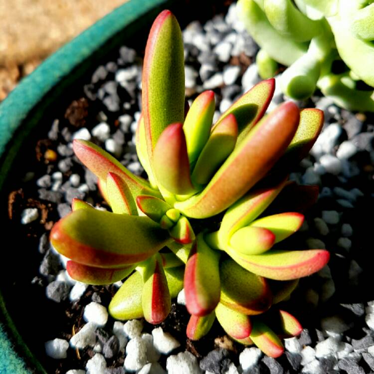 Plant image Crassula nudicaulis var. 'Herrei'