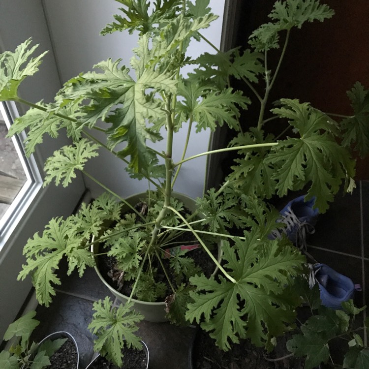 Plant image Geranium pratense