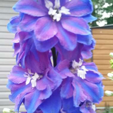 Larkspur 'Guardian Blue'