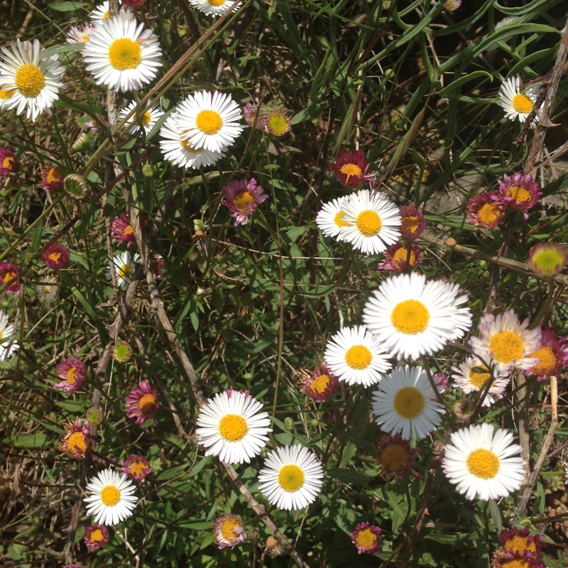 Mexican Fleabane