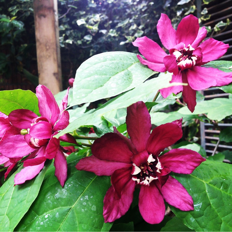 Sweetshrub