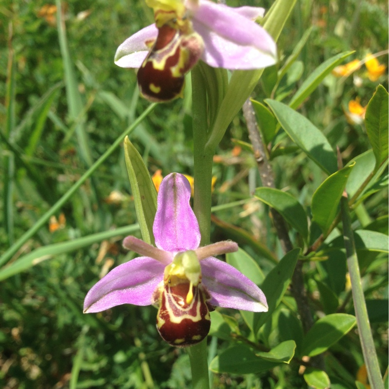 Bee Orchid