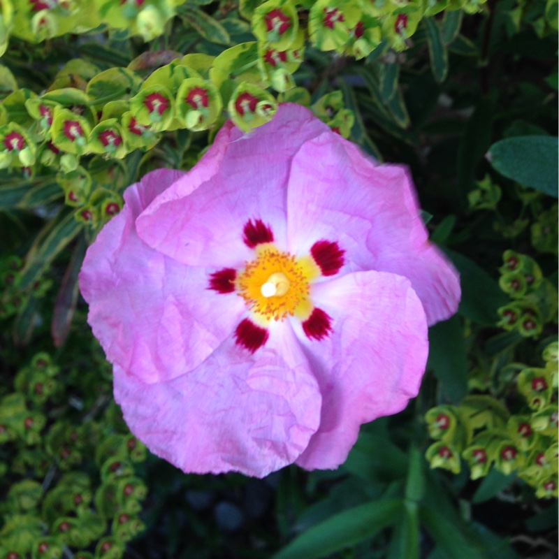 Rock Rose 'Betty Taudevin'