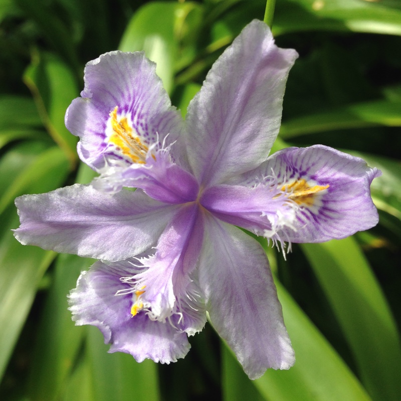 Bamboo Iris 'Martyn Rix'