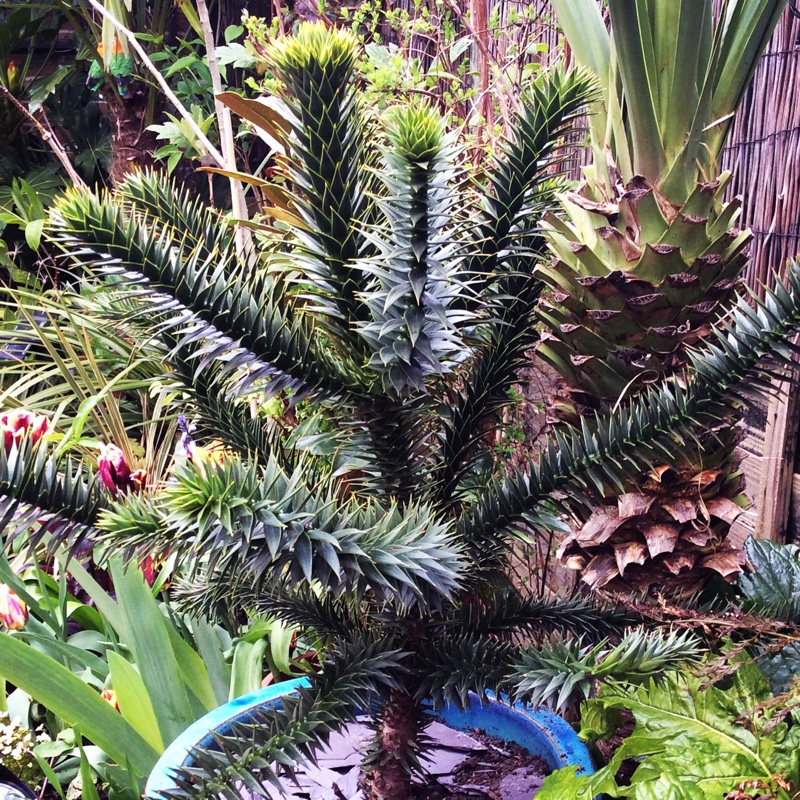 Monkey Puzzle Tree