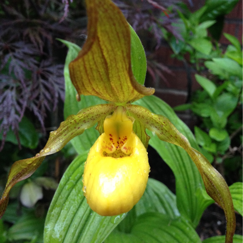 Plant image Cypripedium calceolus