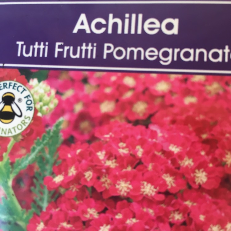 Plant image Achillea millefolium 'Pomegranate'