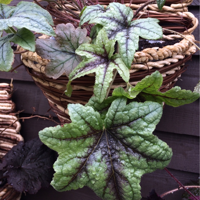 Plant image x Heucherella 'Kimono'