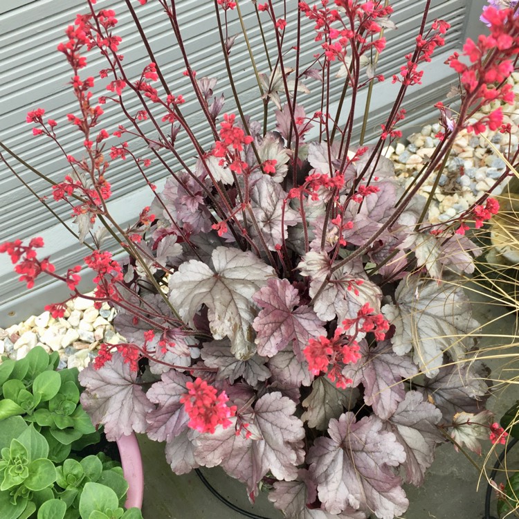 Plant image Heuchera 'Silver Gumdrop' (Dolce Series)