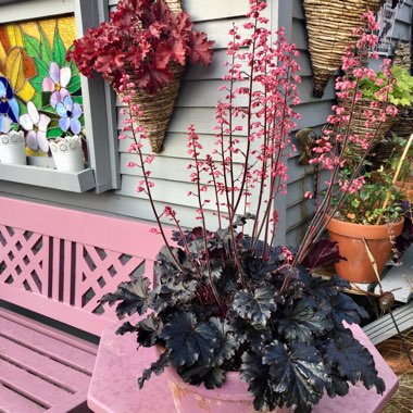 Heuchera 'Timeless Night'