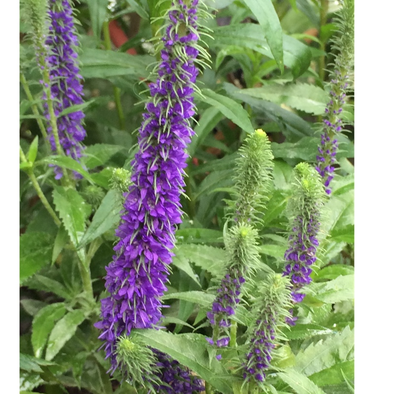 Plant image Veronica spicata 'Ulster Blue Dwarf'