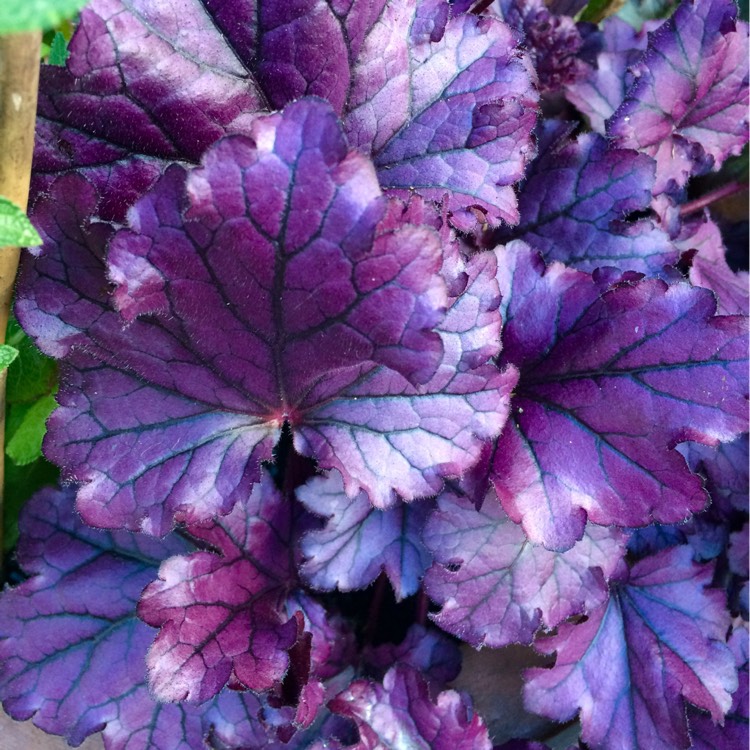 Plant image Heuchera 'Forever Purple'