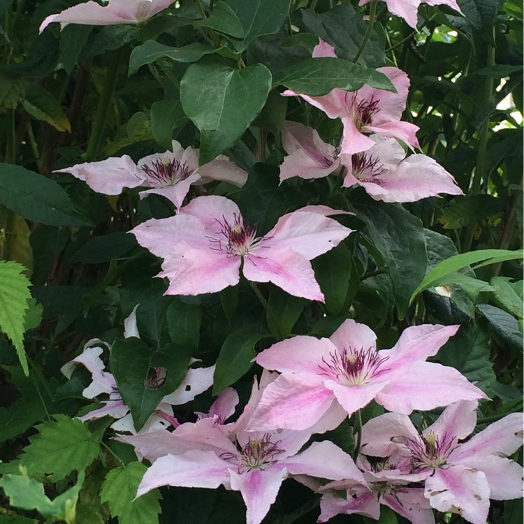 Plant image Clematis 'Comtesse De Bouchaud'