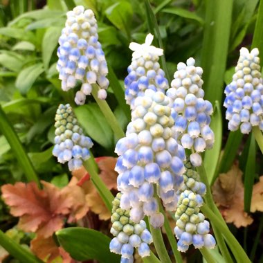 Muscari armeniacum 'Peppermint'