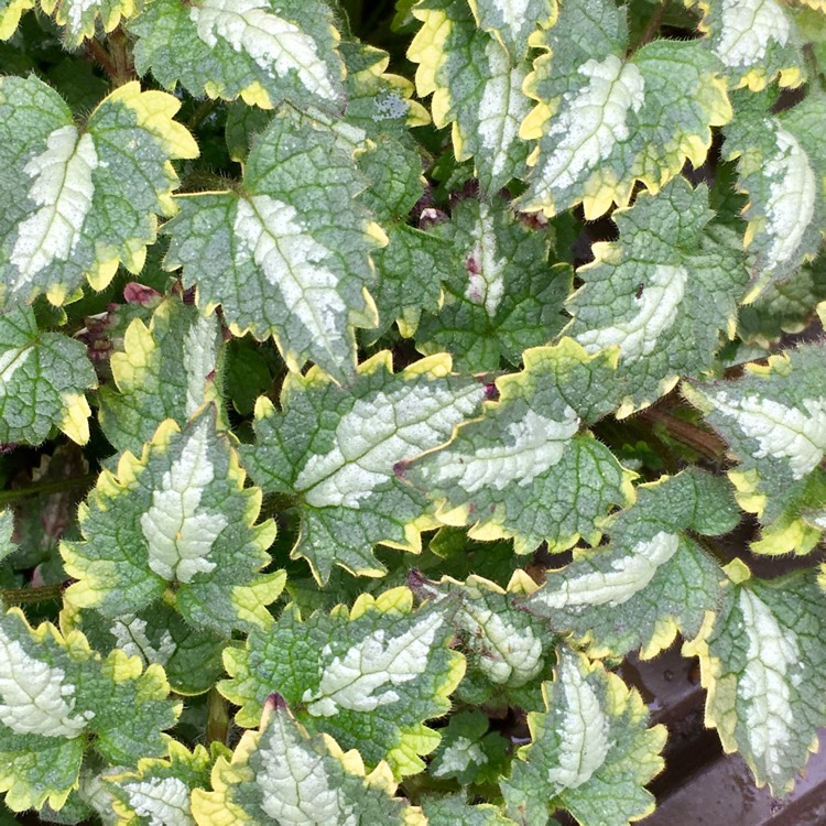 Plant image Lamium maculatum 'Golden Anniversary'