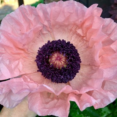 Papaver orientale 'Coral Reef'