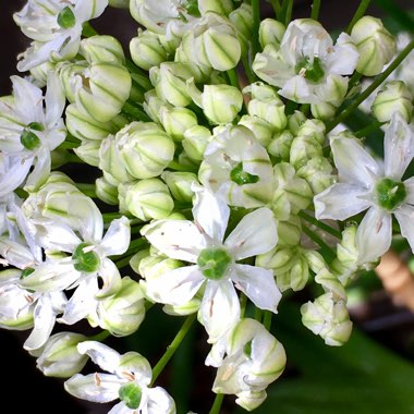 Allium nigrum syn. Allium multibulbosum, Allium nigrum var. multibulbosum