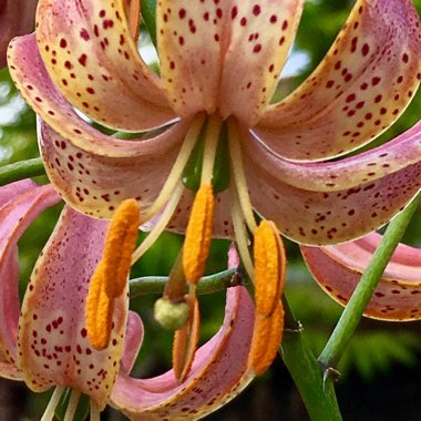 Lilium martagon