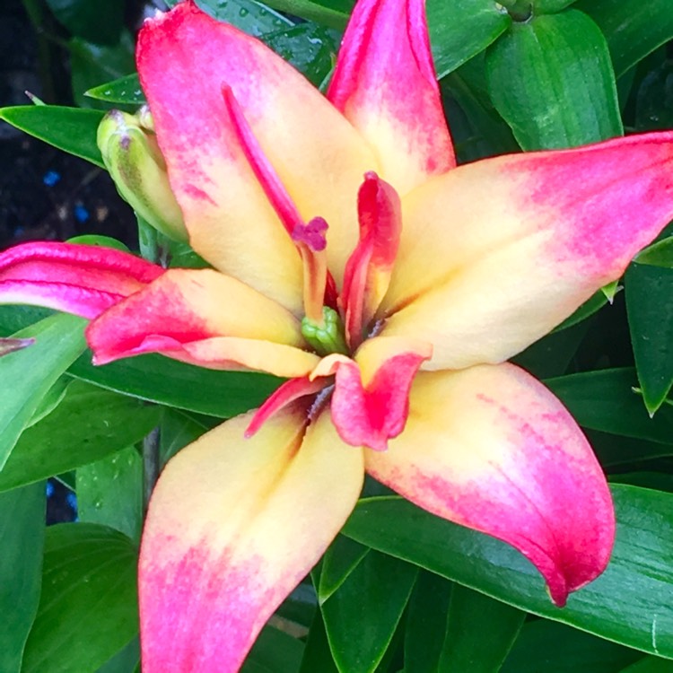 Plant image Lilium 'Delicate Joy'