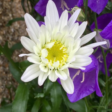 Leucanthemum x superbum 'Highland White Dream'