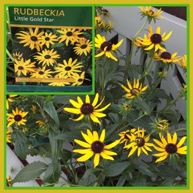 Rudbeckia fulgida var. sullivantii 'Little Goldstar'